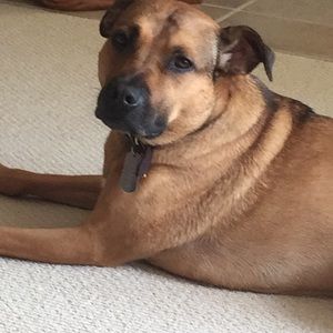 Meet your Posher, Shelby